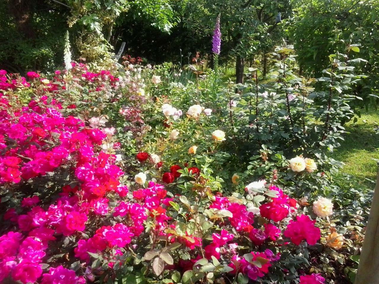 Green Rose Cesiomaggiore Luaran gambar